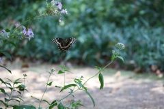 Black swallowtail2