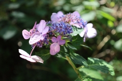 Hydrangea