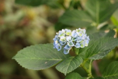 Late season bloom