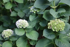 More blooms