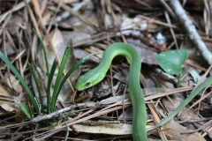 Snake2