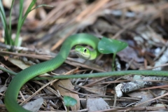 Snake in the garden