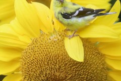IMG_1163e