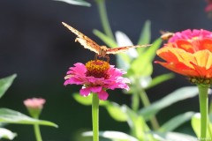 IMG_1177e