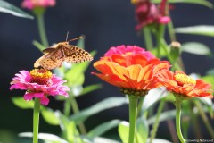 IMG_1179e