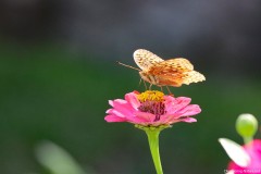 IMG_1187e