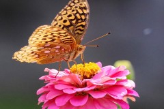 IMG_1190e