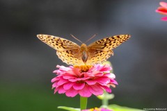 IMG_1193e