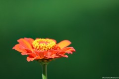 IMG_1209e