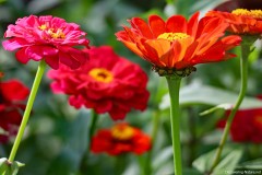 IMG_1215e