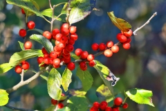 Winterberries
