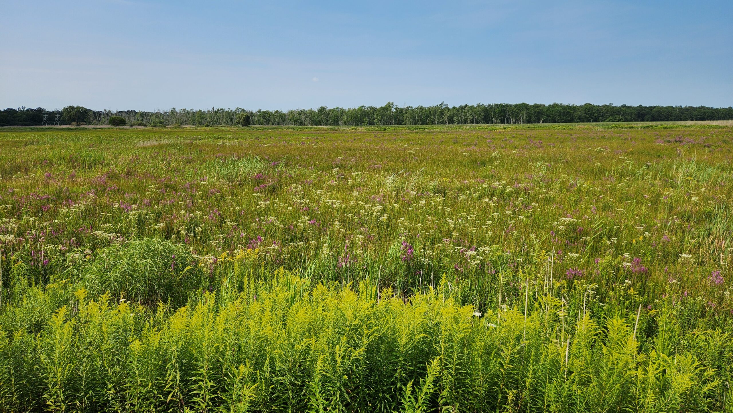 Across the marsh