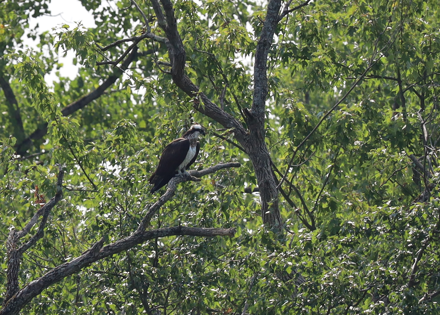 Osprey