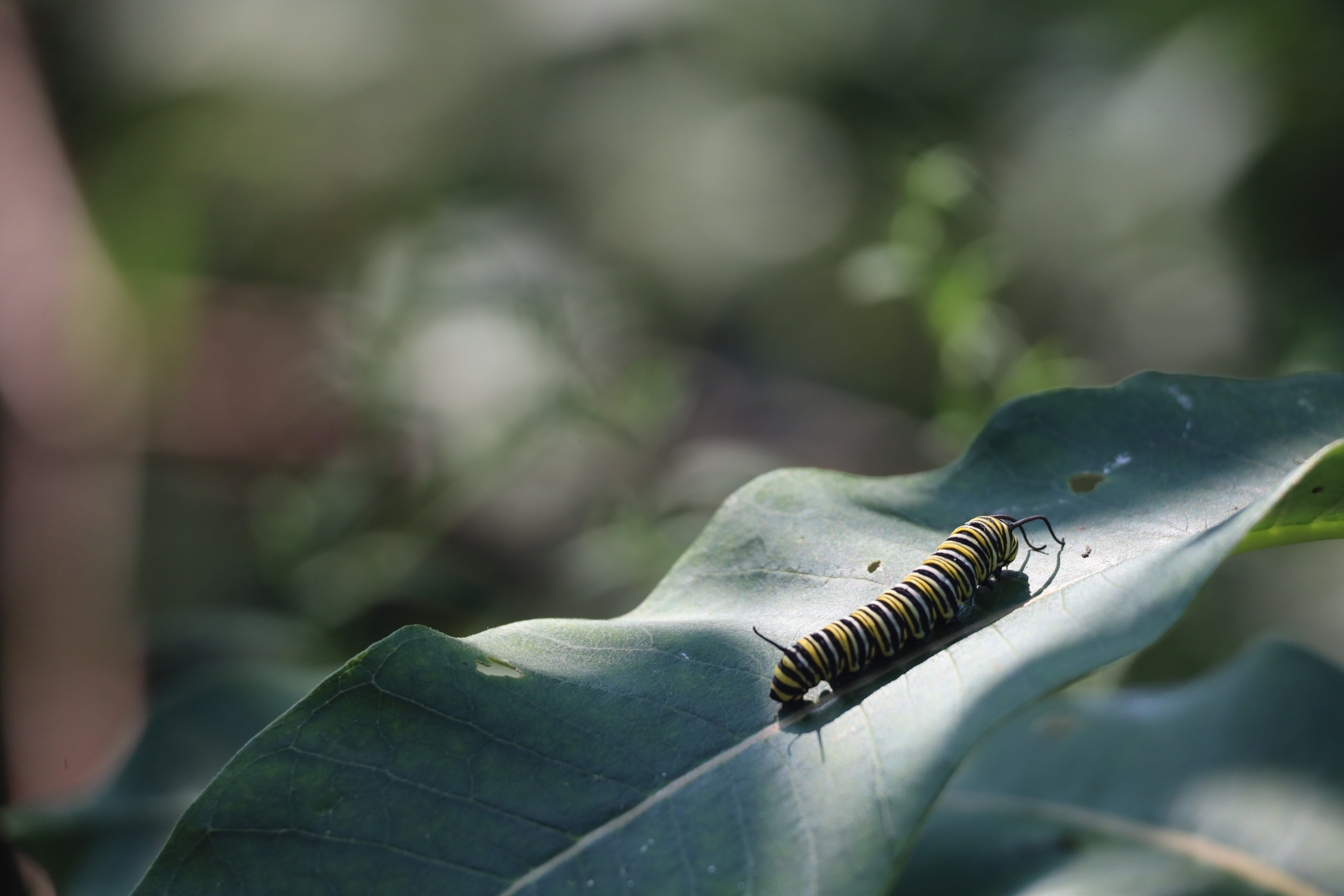 Monarch caterpillar