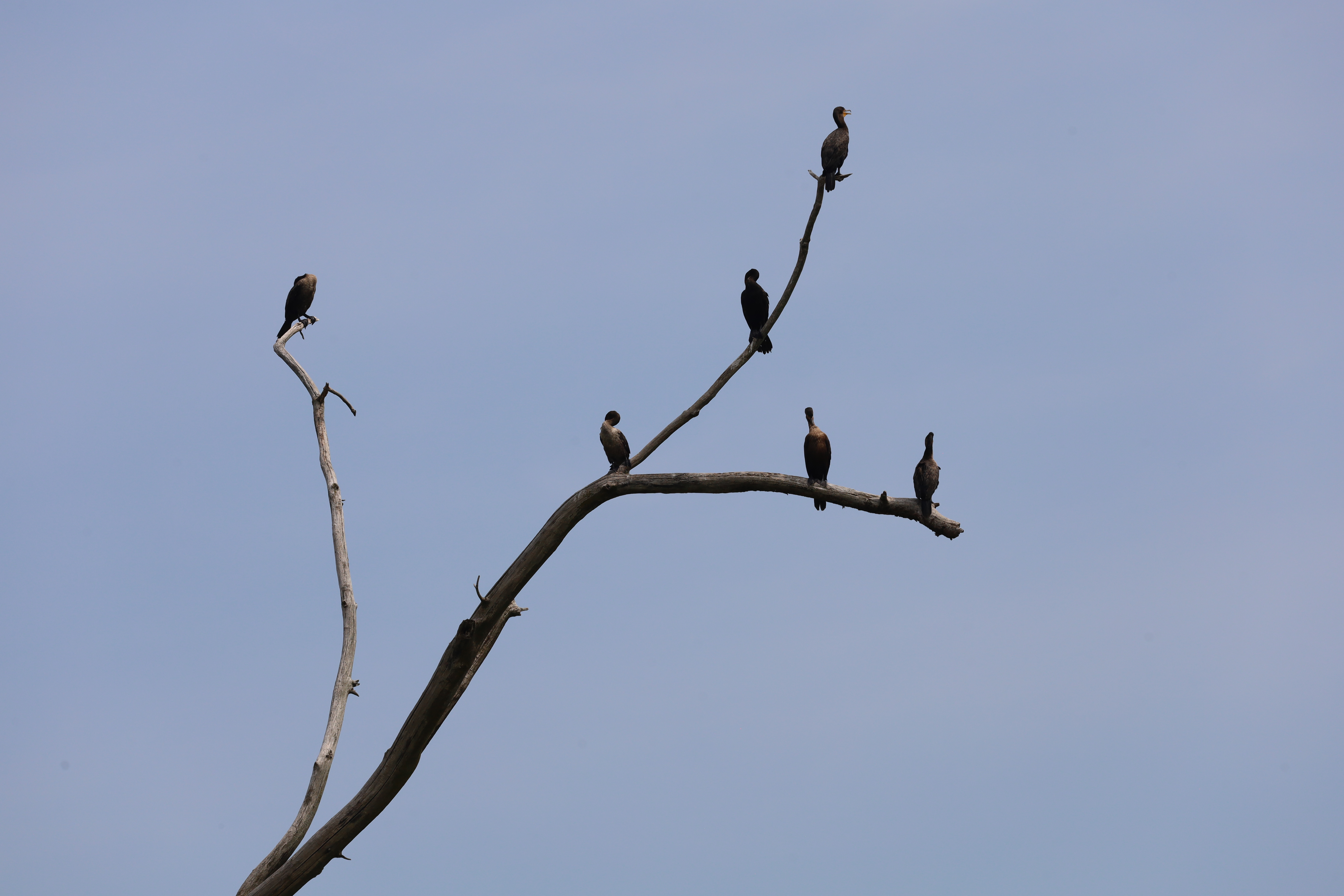 Cormorants