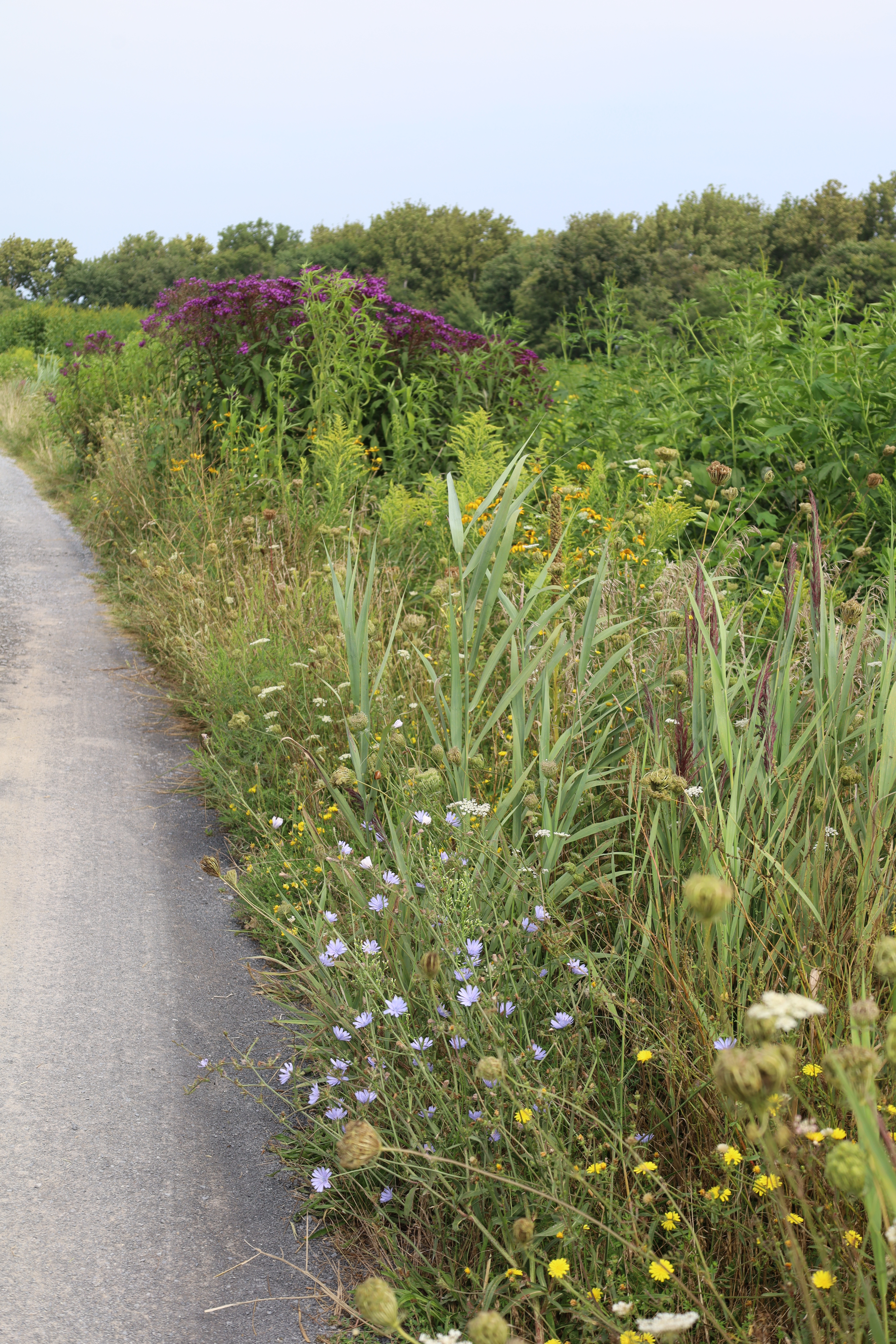 Flowers along the road