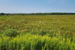 Across the marsh