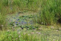 Varied vegetation