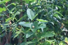 Snail