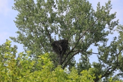 Eagle's nest?