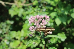 A ravaged butterfly going about its business.