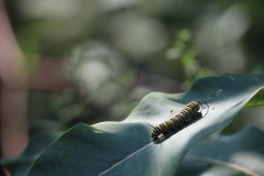 Monarch caterpillar