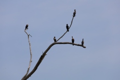 Cormorants