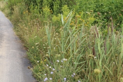 Flowers along the road