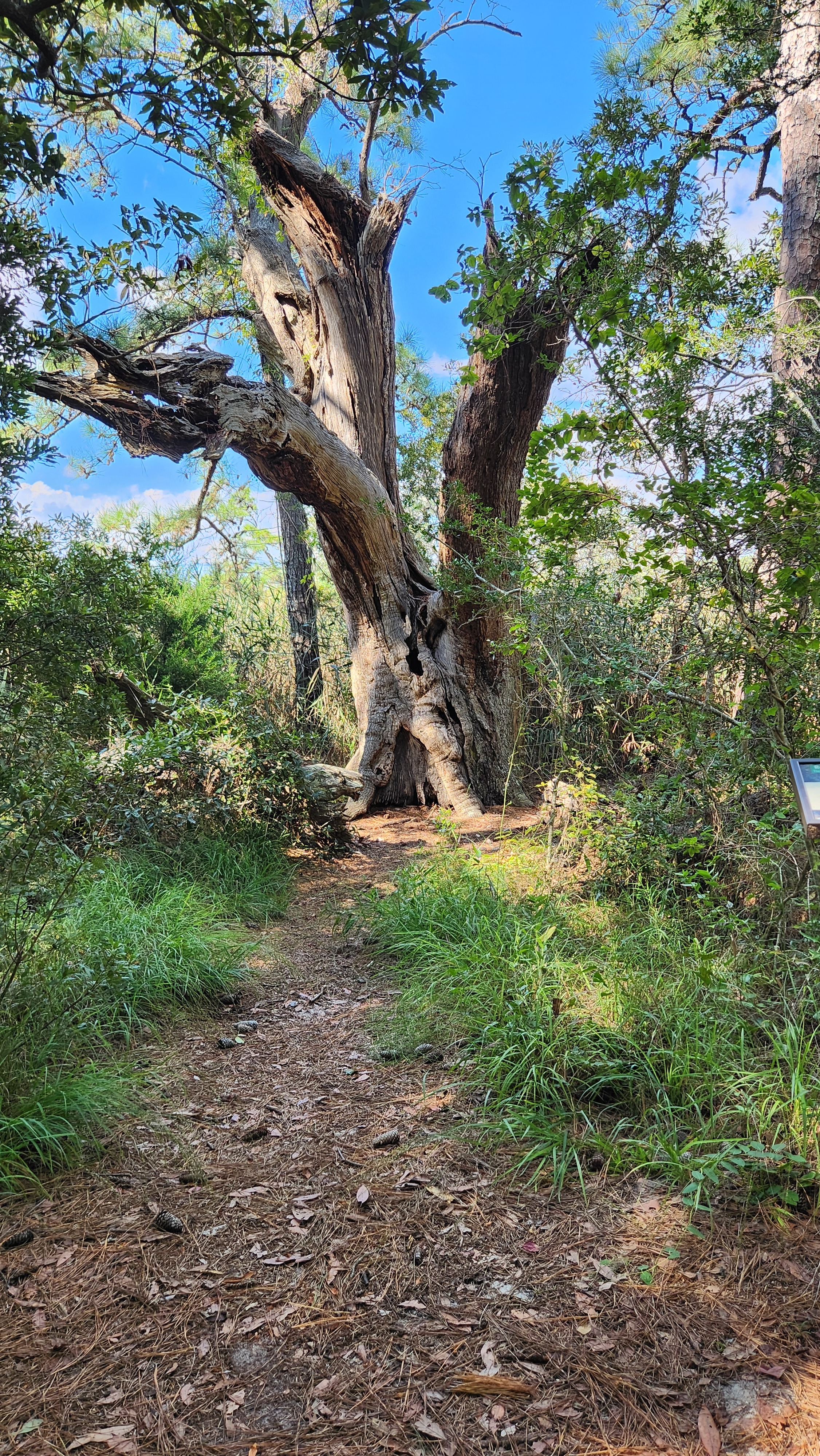 Ancient tree bearing the marks of storms