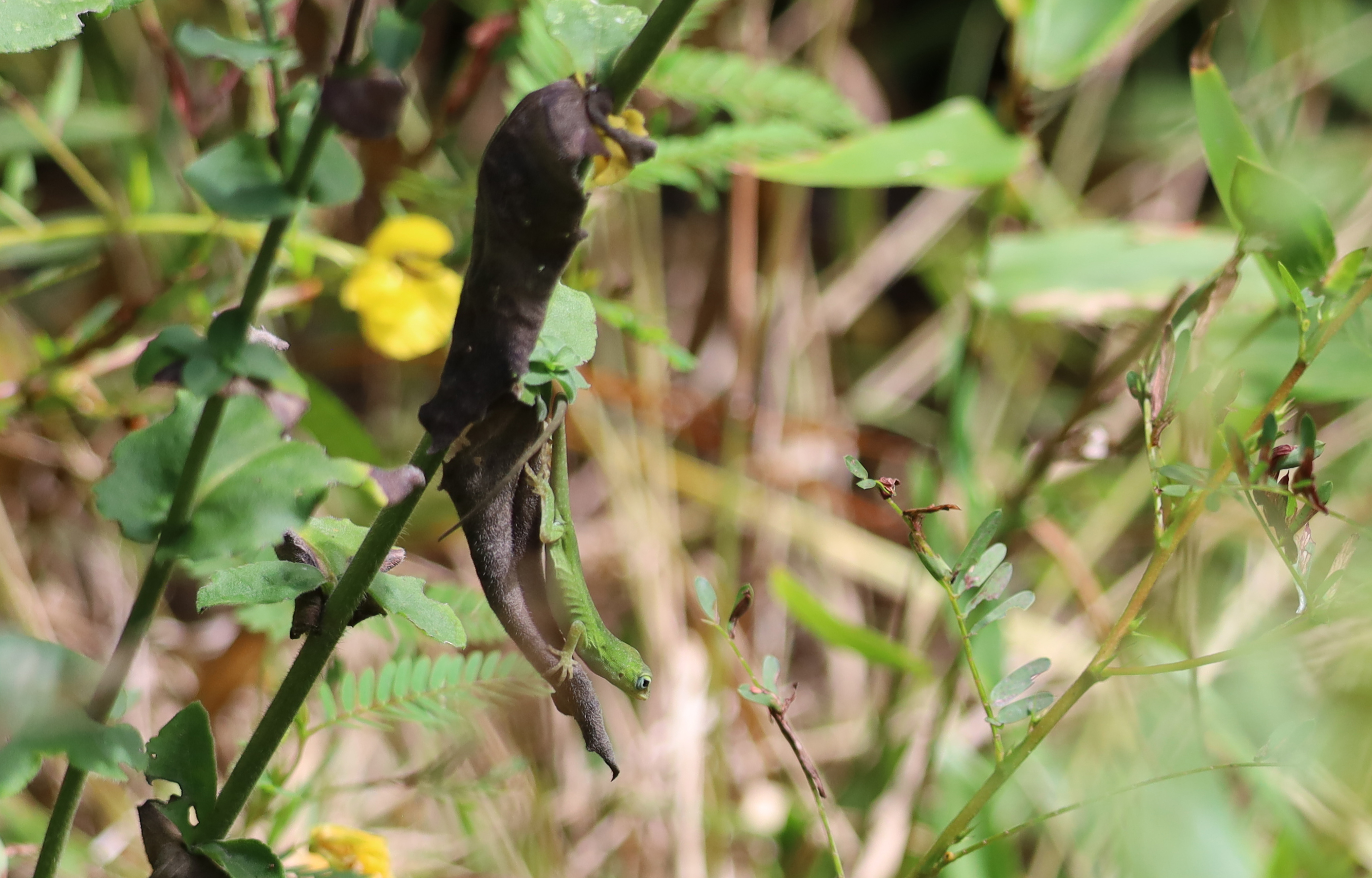 Green anole (head down)