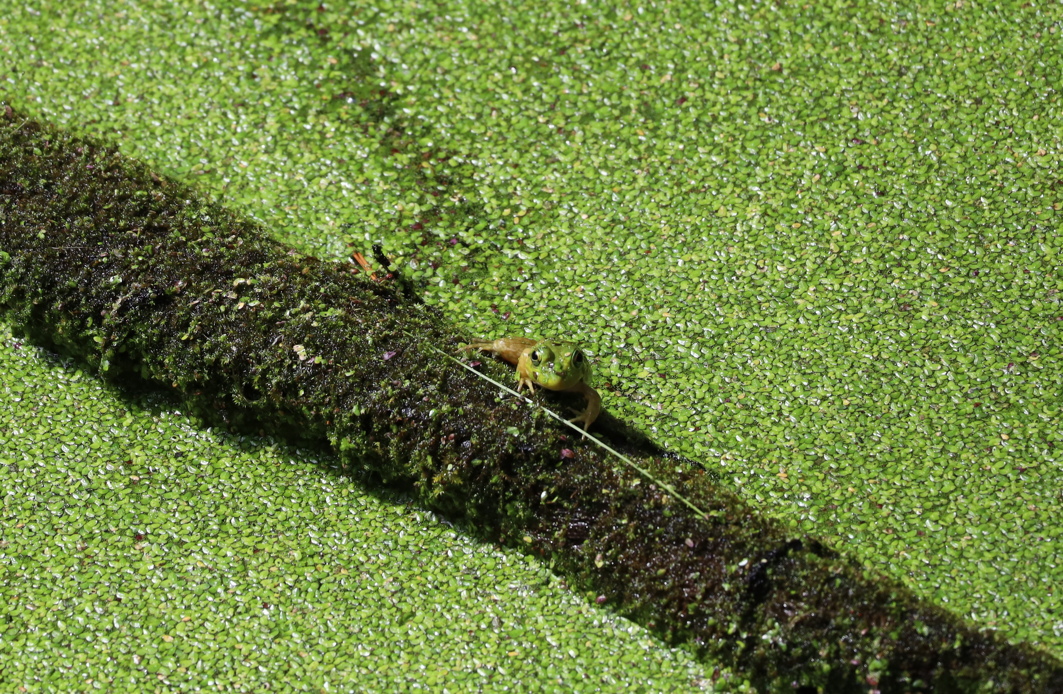 Green frog