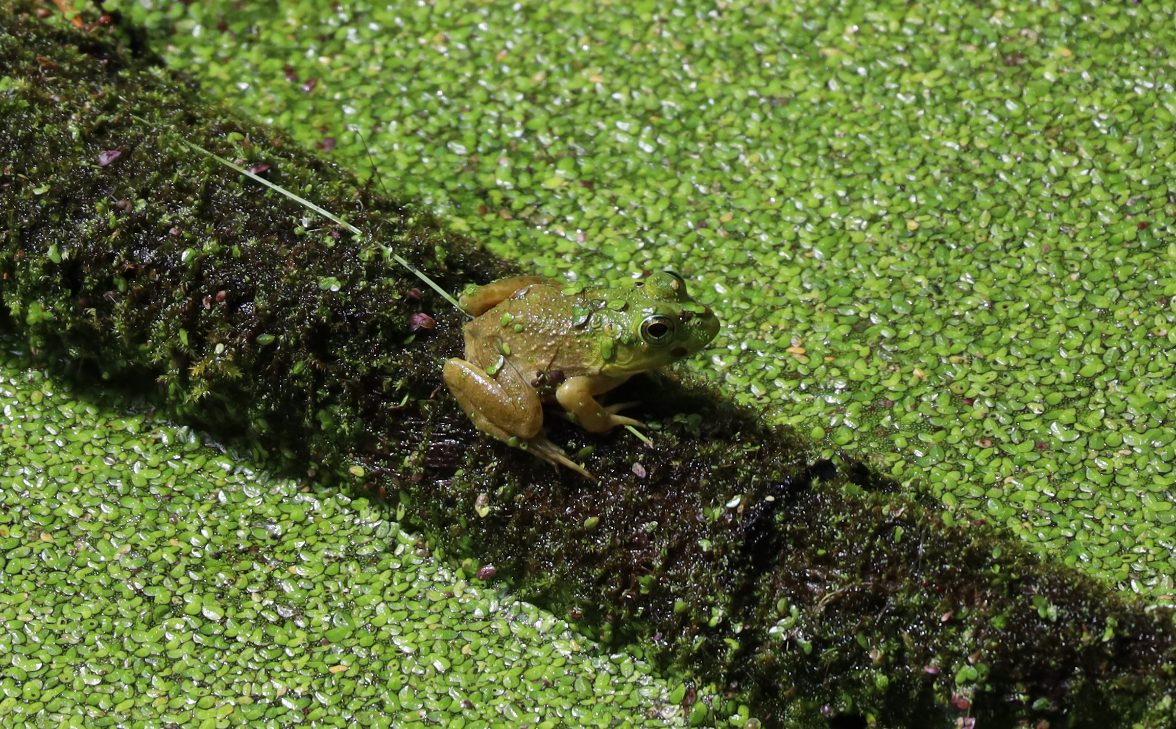 Green frog, closer view