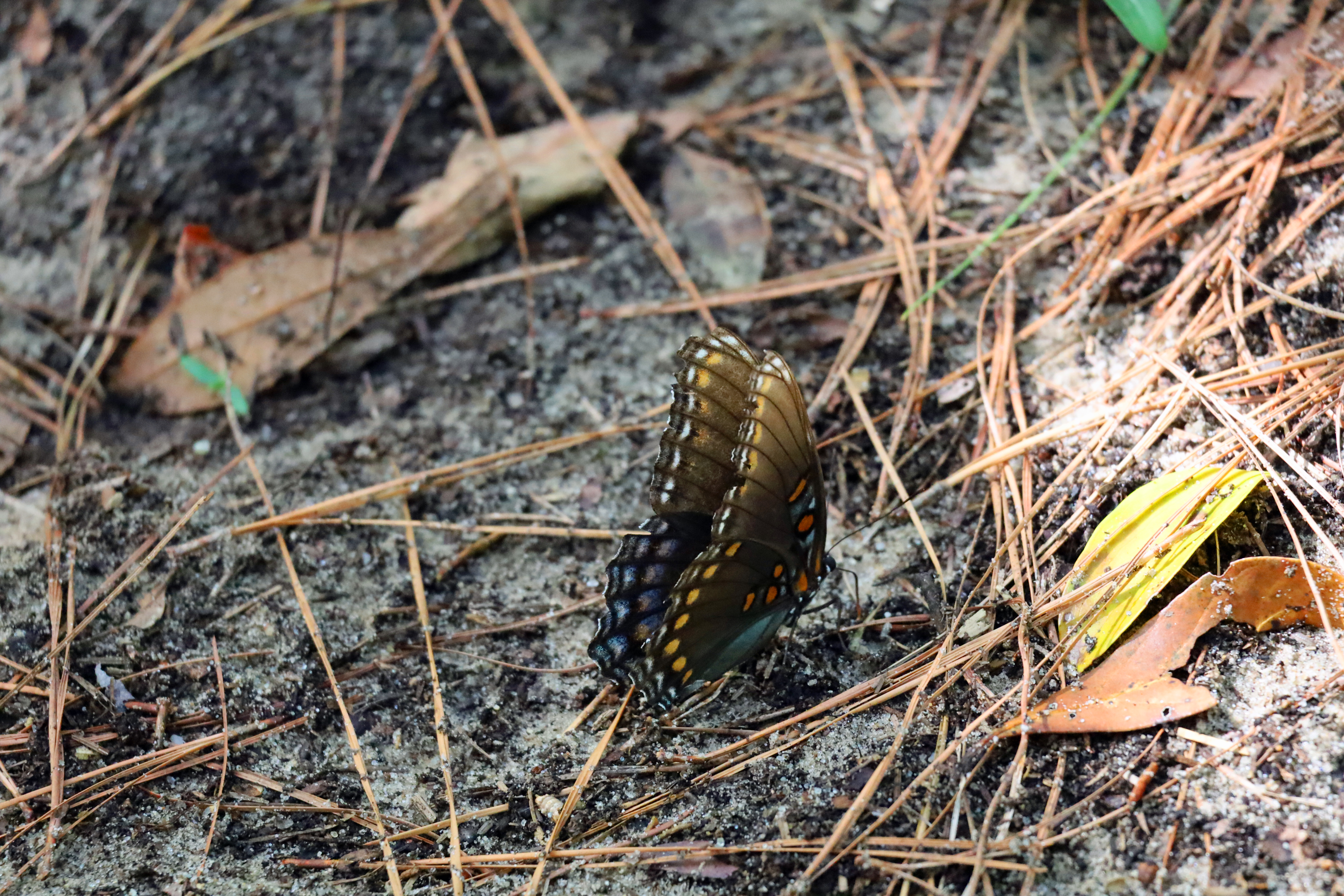 Red-spotted purple