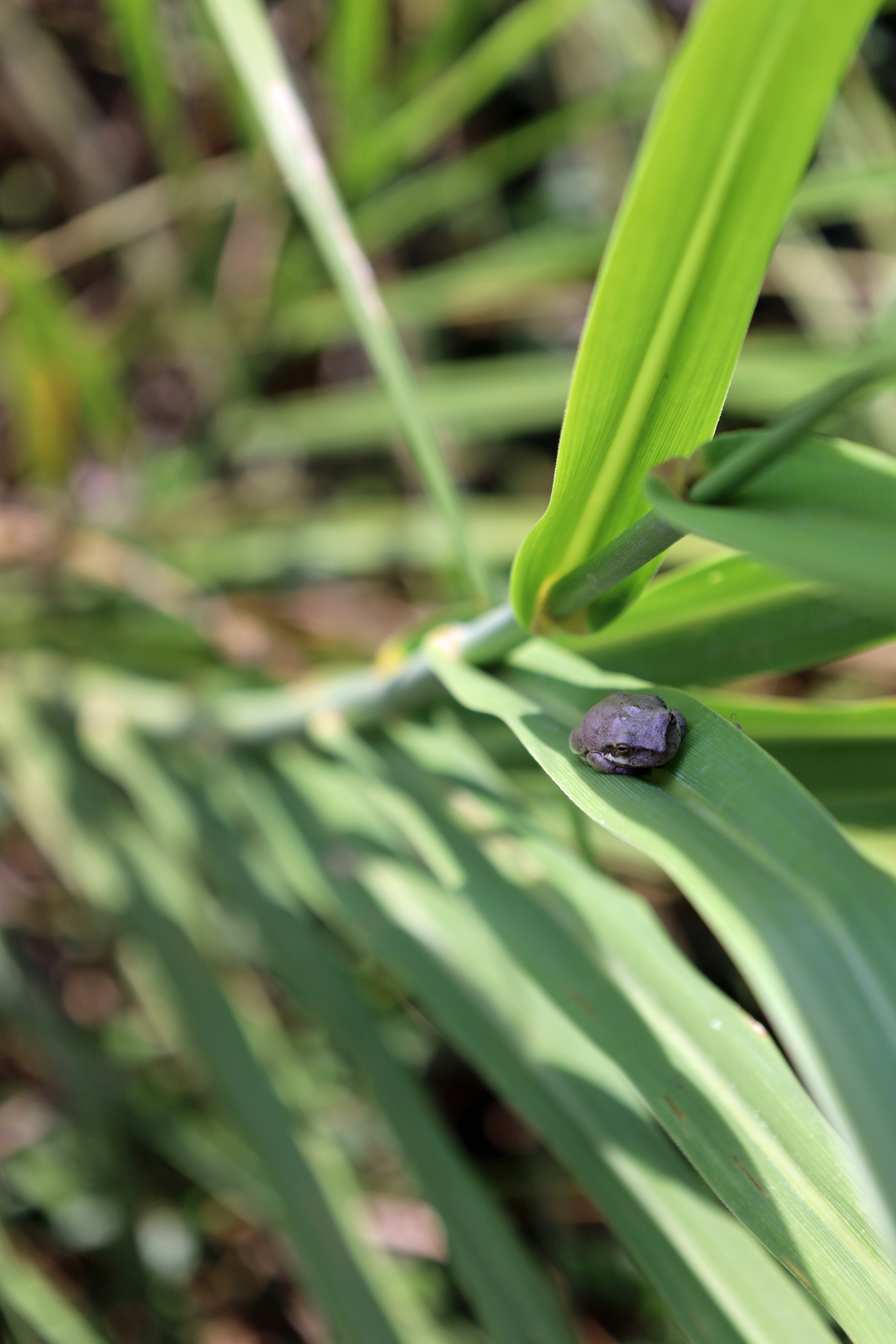 Tree frog