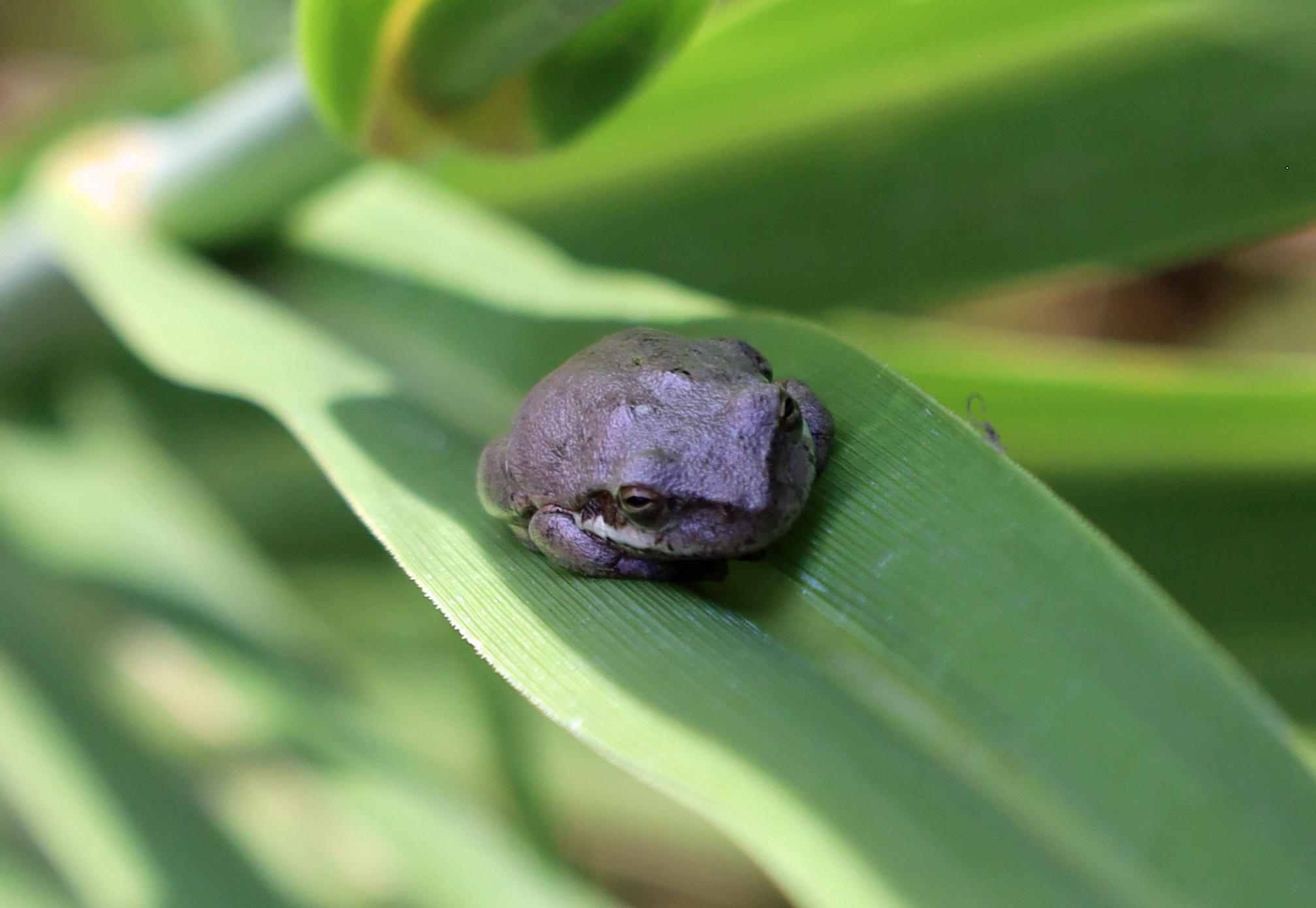 Tree frog (?)