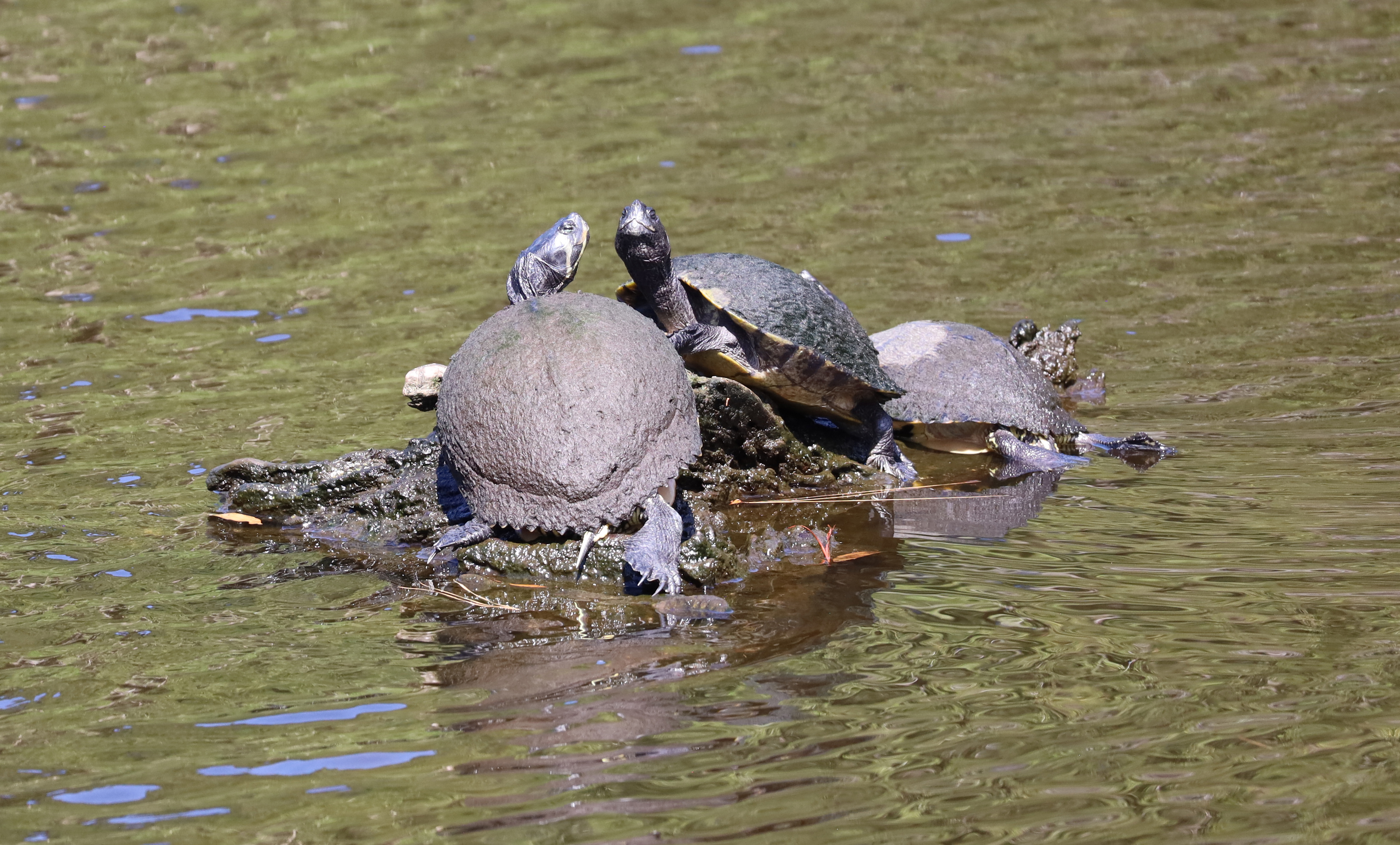 Turtle pile