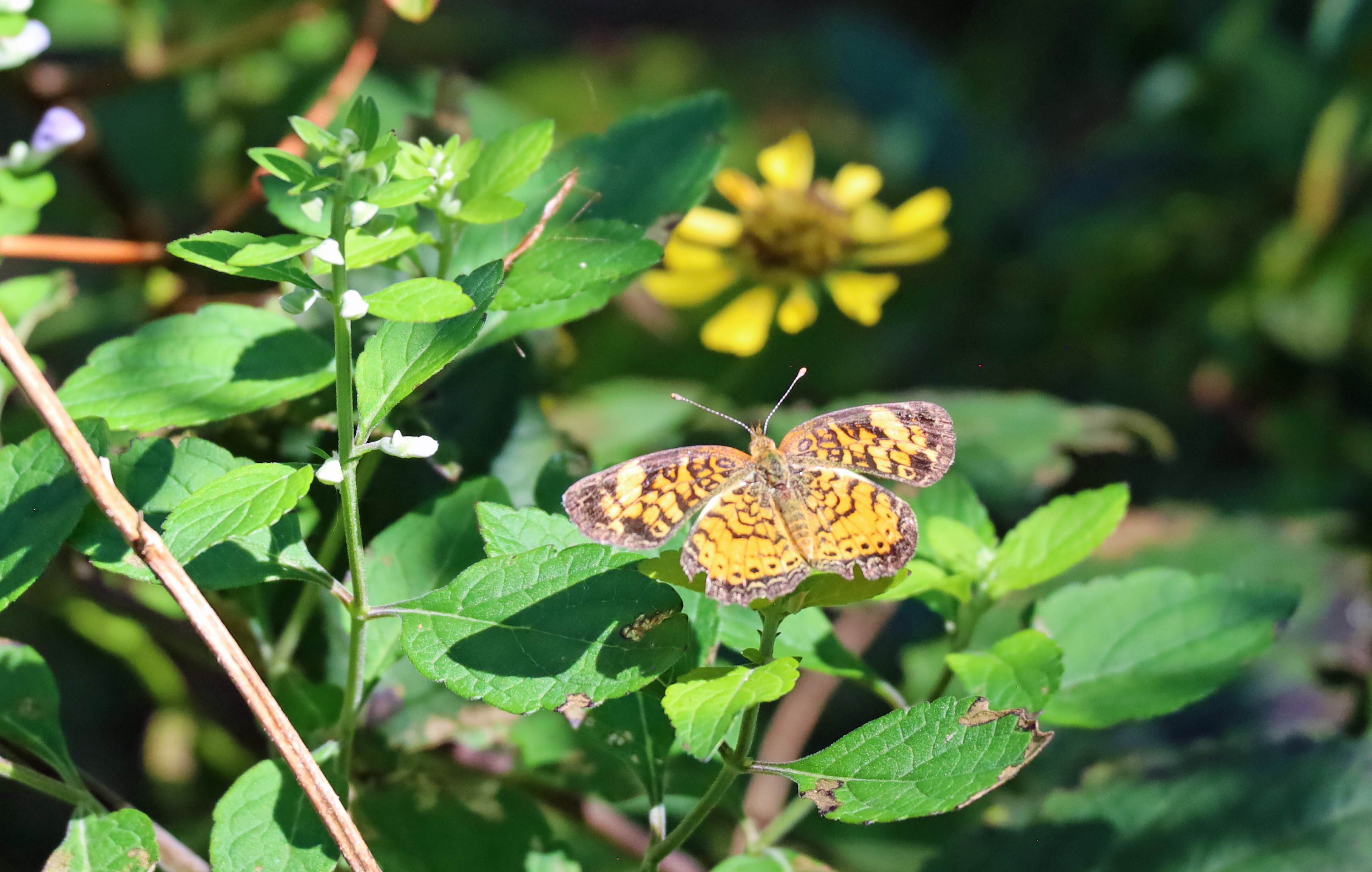 Painted lady