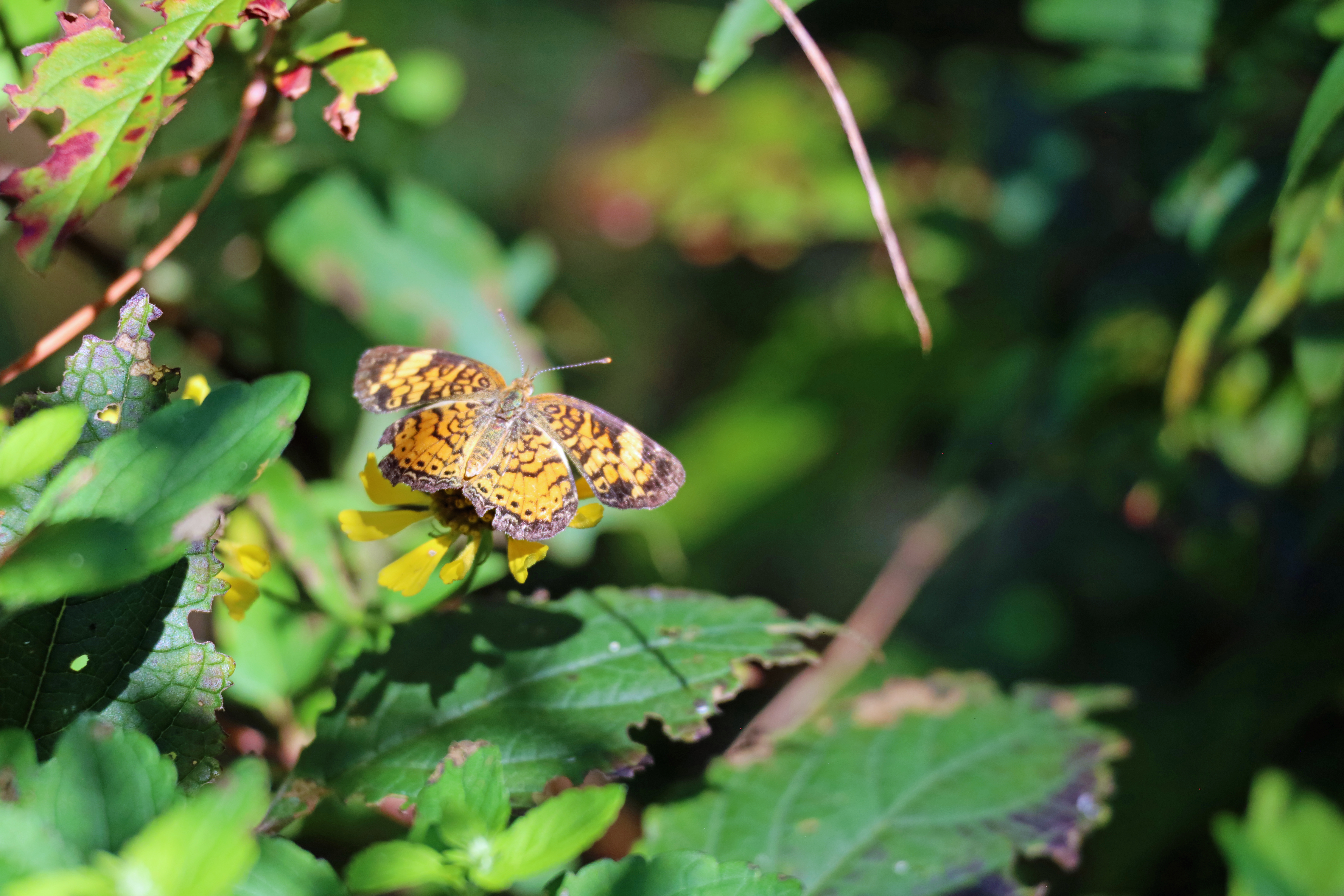 Painted lady