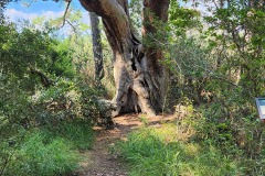 Ancient tree bearing the marks of storms