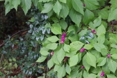 American Beautyberry