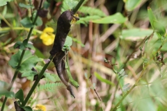 Green anole (head down)