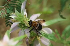 Bumble bee