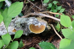 Bracket fungus