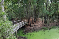 Bridge to the wooded trail