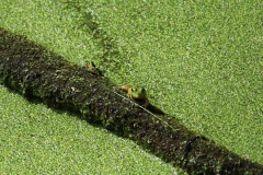 Green frog