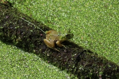 Green frog, closer view