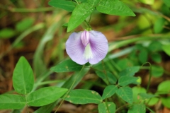 Spurred butterfly pea (Centrosema virginianum)