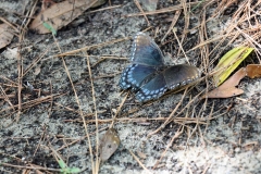 Red-spotted purple