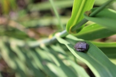 Tree frog
