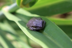 Tree frog (?)